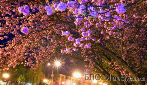 Цветущая сакура вечером в Ужгороде - Украина