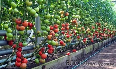 Секреты успешного выращивания помидоров в теплице
