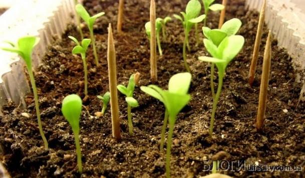 Астры: выращивание из семян