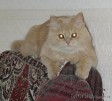 Фото домашних животных: кот Персик