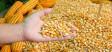 Каким образом правильно выбирать семена кукурузы?