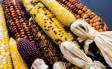 Как безошибочно выбрать гибридную кукурузу на посев?