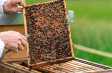Виды вощин для пчел