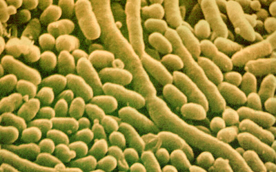 На глубине более километра под дном моря обнаружены колонии бактерий