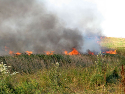 В Донецкой области сгорел уникальный заповедник. «Хомутовскую степь» тушили 7 часов
