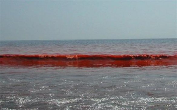 Азовское море окрасилось в кроваво-бурый цвет