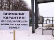 Вспышка африканской чумы свиней в Ростовской области подавлена, но Мариуполь в опасности