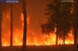 На Донбассе сгорело 250 га леса. ВИДЕО.
