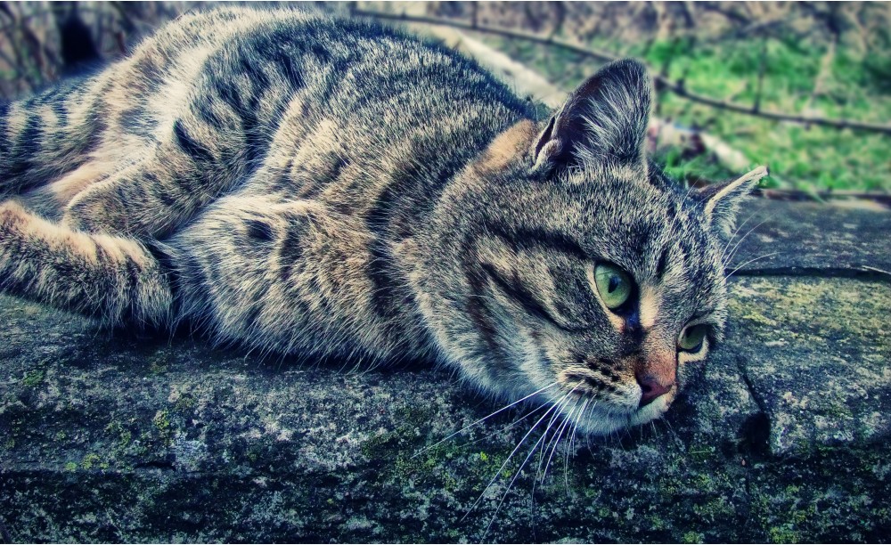 Кошак | Фотогалерея, Мариуполь