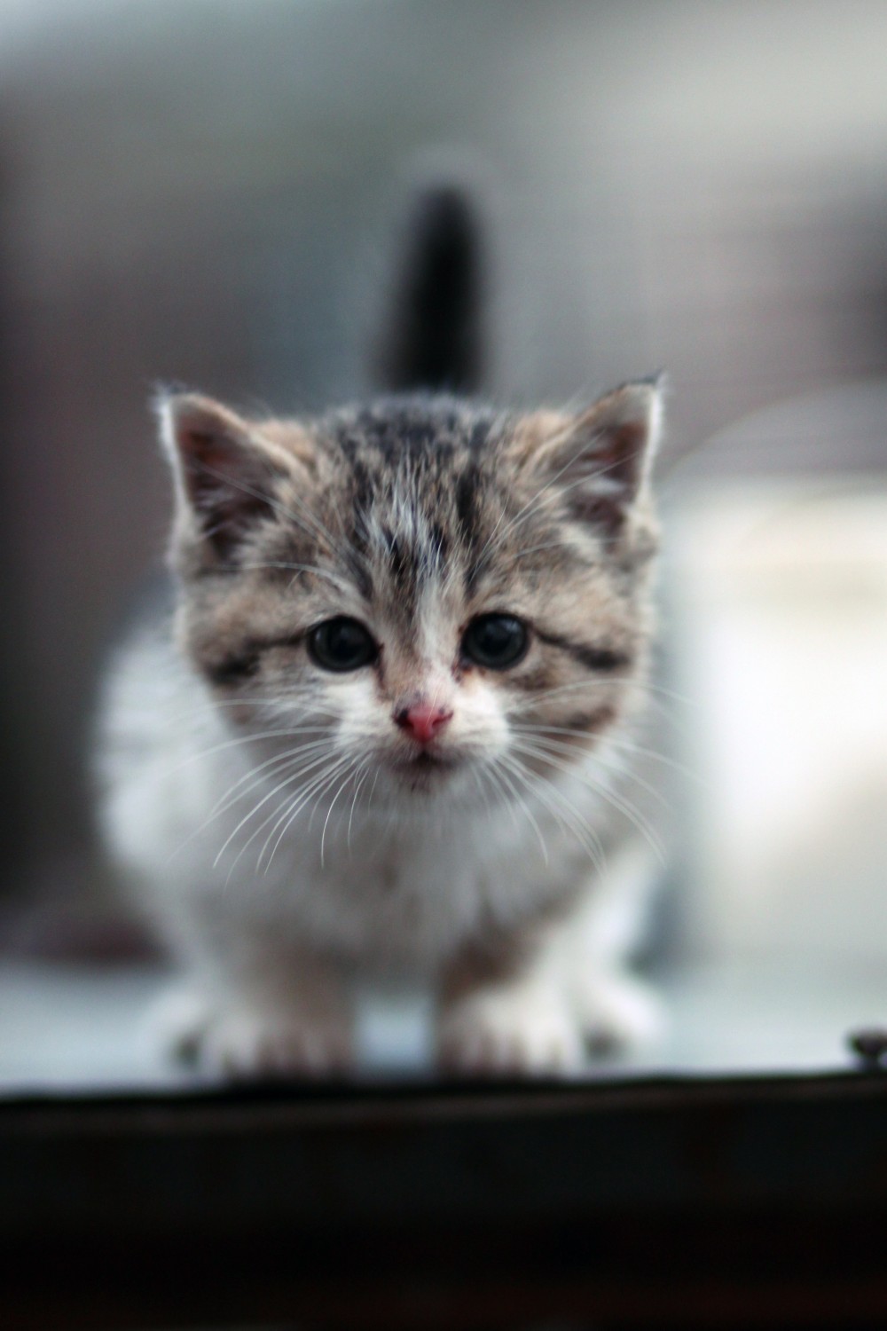 Толстый кот | Фотогалерея, Мариуполь