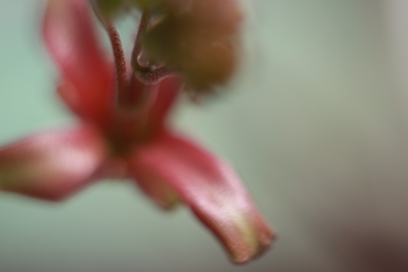 Цветик | Фотогалерея, Мариуполь