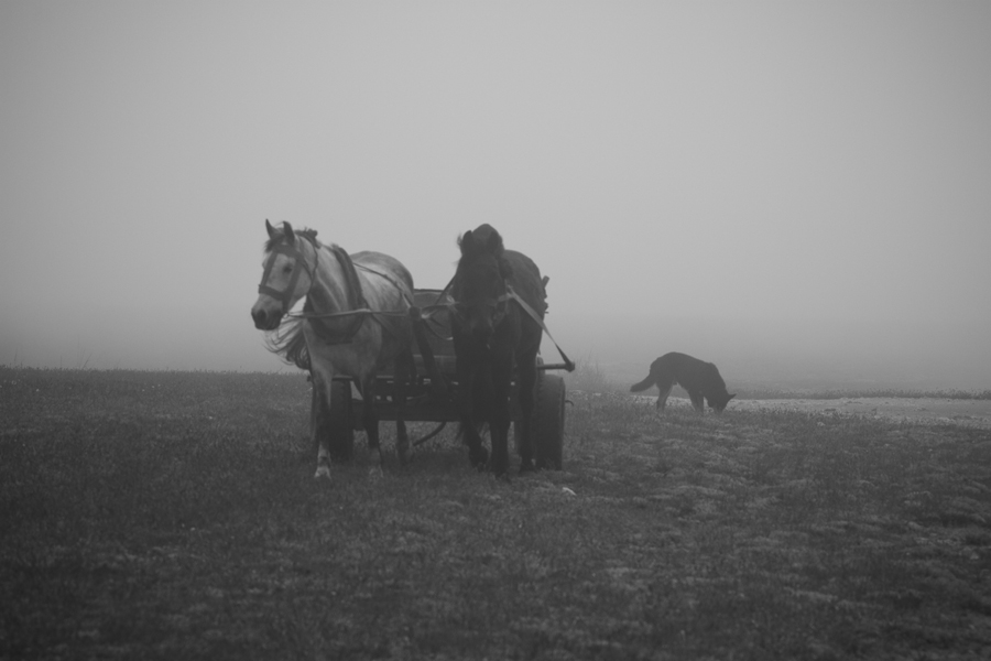 Из тумана | Фотогалерея, Мариуполь
