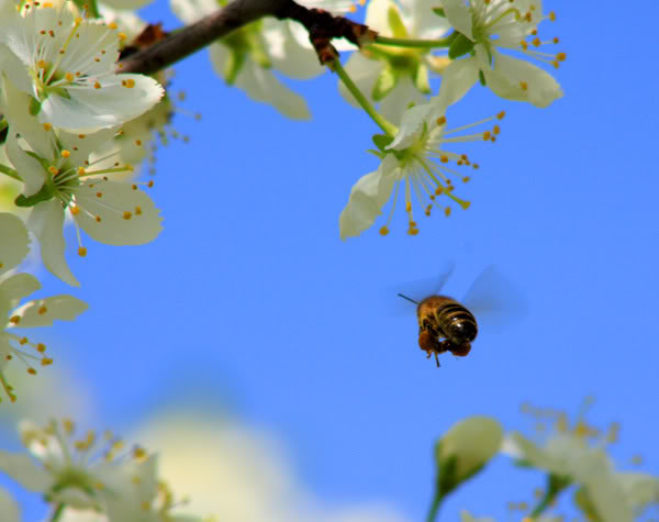 весна | Фотогалерея, Мариуполь