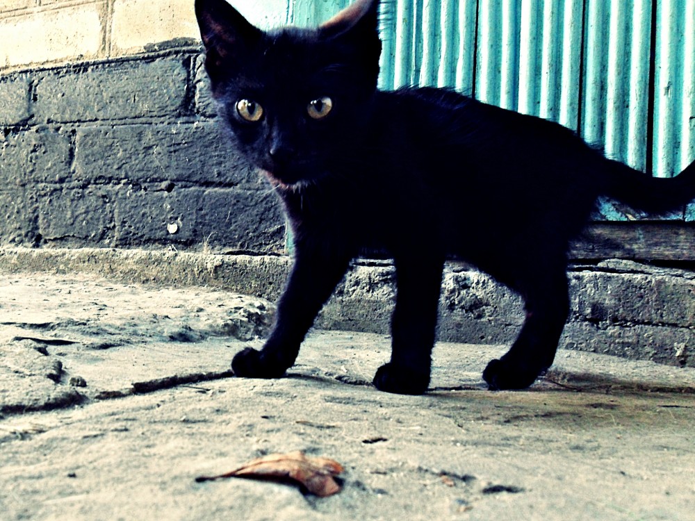 Черная КОшка | Фотогалерея, Мариуполь