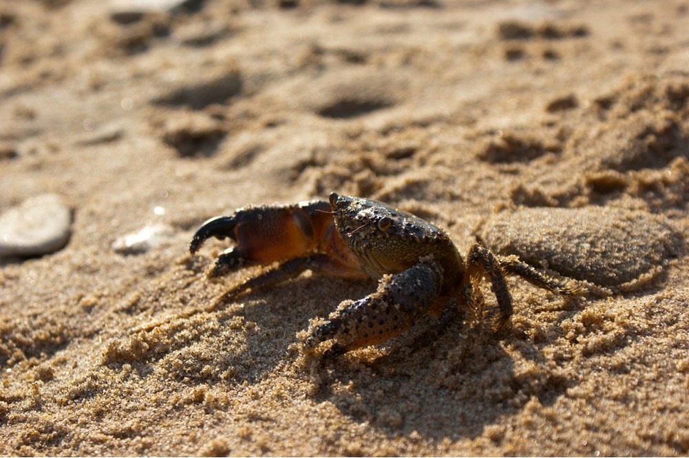 Крабик на песке | Фотогалерея, Мариуполь