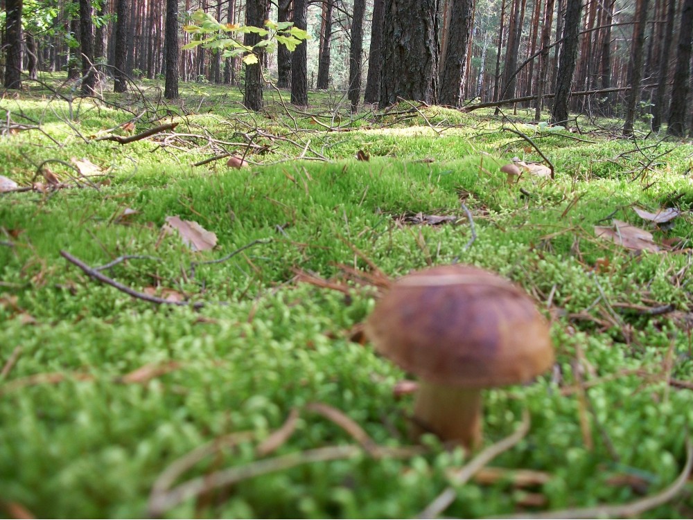 Найди три грибочка !!! | Фотогалерея, Мариуполь