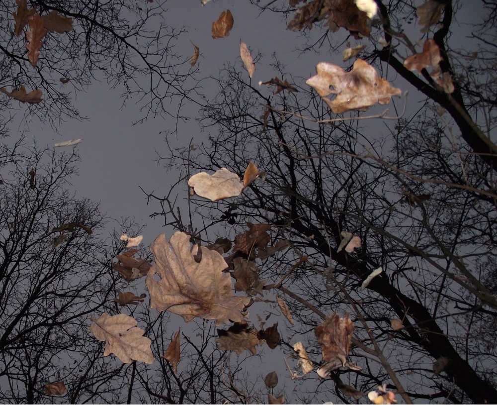 осенняя листва | Фотогалерея, Мариуполь
