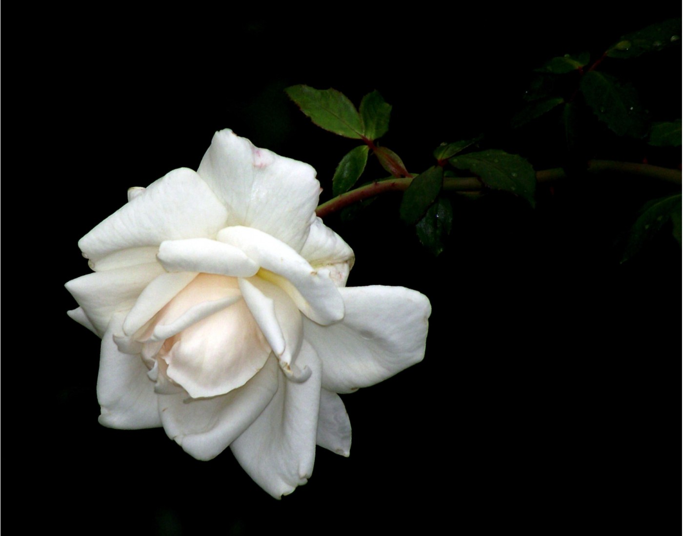 Белая роза | Фотогалерея, Мариуполь