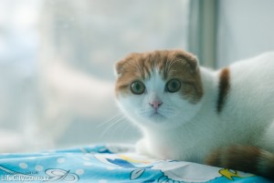 Международная выставка кошек в Мариуполе в Мариуполе