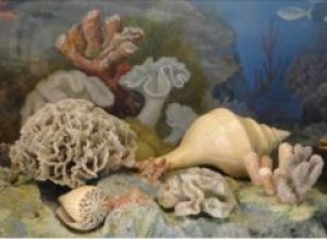 Морская флора и фауна в Мариуполе