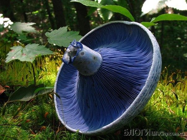 Необычно красивые грибы 