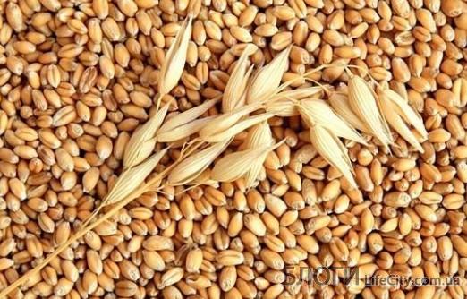 В чем отличия яровой и озимой пшеницы