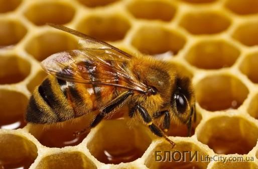 Где можно приобрести качественный мёд?