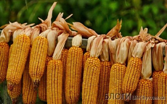 Характеристики семян кукурузы