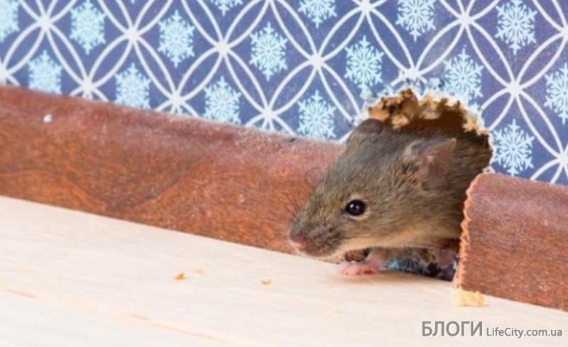Как избавиться от проблем с крысами в доме?