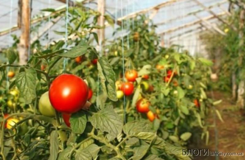 Зачем нужно подвязывать тепличные томаты?