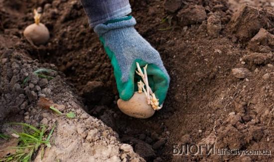 Поради щодо вибору картоплі для посадки