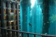 Самый большой цилиндрический аквариум.