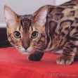 Бенгальский кот, хищник дома