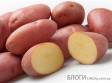 Как отличить обычный картофель от семенного?
