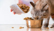 Каким образом правильно кормить домашнюю кошку?