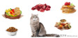 Корм для котов: какой он бывает и чем отличаются разные классы корма