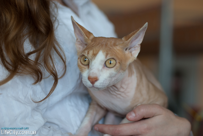 Фотогалерея события Международная выставка кошек в Мариуполе, Мариуполь