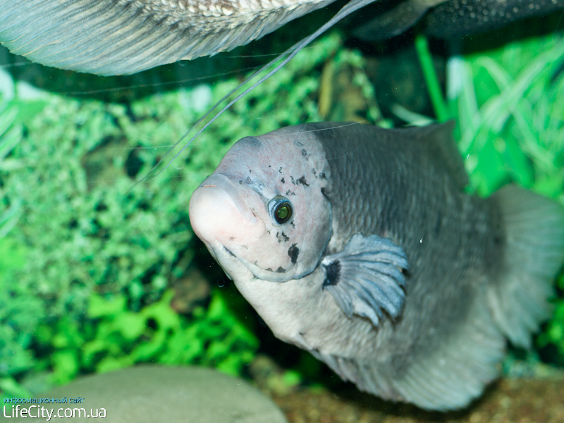 Фотогалерея события Выставка аквариумных рыб и экзотических животных в Мариуполе, Мариуполь