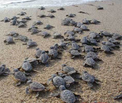 Ползут 3 черепахи. Морская черепаха откладывает яйца. Черепашьи яйца. Черепаха на песке. Яйца черепах в песке.