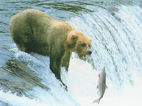 медведь охота на кита
