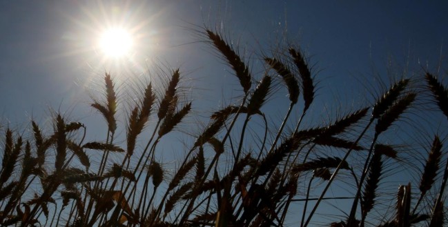 Украина активно экспортирует зерновые