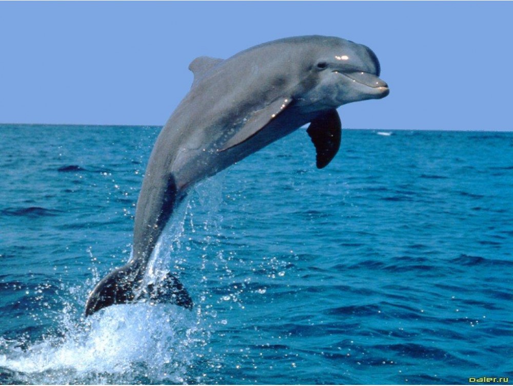 Возле Мариуполя задержаны браконьеры, поймавшие в сети дельфина