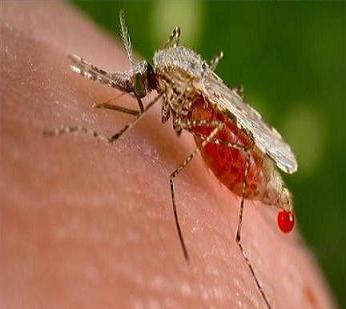 В Мариуполе истребляют комаров, опасаясь лихорадки Западного Нила