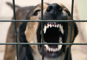 В Донецкой области бродячие собаки съели подростка