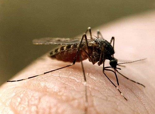 Комаринные укусы доводят мариупольцев до больничных коек