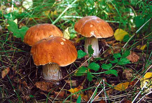 Об отравлениях дикорастущими грибами в донецкой области
