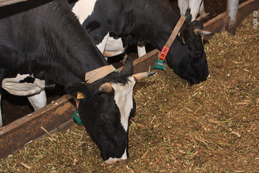 В Мариуполе чипируют скот