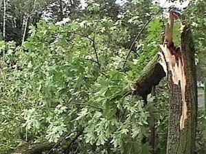 Ураганом в Донецкой области разрушено здание и повалено более тысячи деревьев