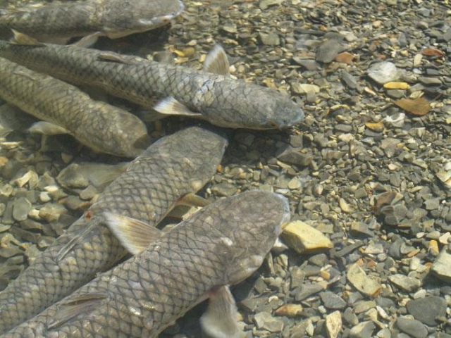 В Мариуполе открыли сезон рыбалки на пеленгаса