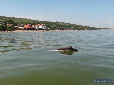 К берегу Азовского моря волной прибило труп дельфина